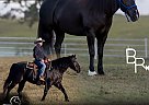 Draft - Horse for Sale in Mountain Grove, MO 65711