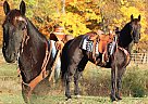 Morgan - Horse for Sale in Hesperia, MI 49421