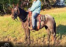 Mustang - Horse for Sale in Bonnieville, KY 42713