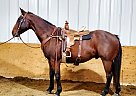 Brownie - Gelding in Bemidji, MN Brownie - Gelding in Bemidji, MN
