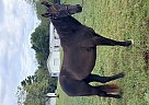 Mustang - Horse for Sale in North East, MD 21901