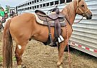 Dot - Gelding in Bemidji, MN Dot - Gelding in Bemidji, MN