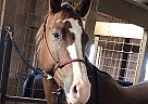 Quarter Horse Gelding for Sale in Belton, South Carolina Dan