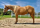 Quarter Horse Gelding for Sale in Crystal Lake, Illinois Quarter Horse Gelding for Sale in Crystal Lake, Illinois