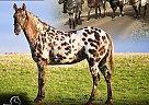 Appaloosa - Horse for Sale in , CO 81626