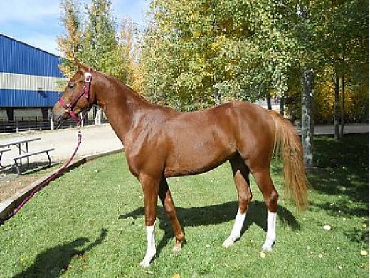 Magnums Word Beautiful 2 yr old Gelding