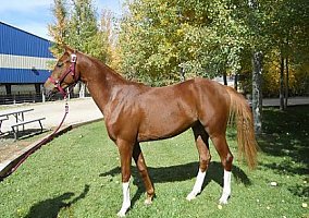Arabian (Arabian, Stallion) in Silt, CO