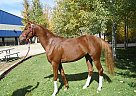 Arabian - Horse for Sale in Silt, CO 81652 Arabian - Horse for Sale in Silt, CO 81652