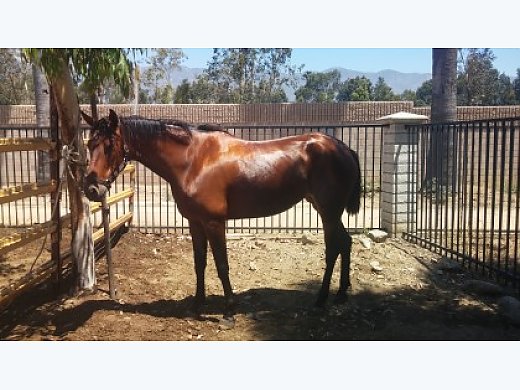 Mare and Young Male Andalusian