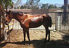 Andalusian - Horse for Sale in Rancho Cucamonga, CA 91739