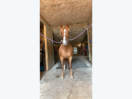 Opinionated Pony Mare