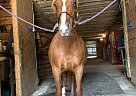 Pony - Horse for Sale in Columbus, OH 43223