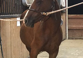 Pony (Welsh, POA, Shetland, Connemara) (Pony (Welsh, POA, Shetland, Connemara), Mare) in Columbus, OH