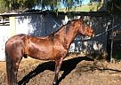 Andalusian - Horse for Sale in San Jose, CA 95112