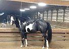 Paint - Horse for Sale in Westpoint, TN 38486 Paint - Horse for Sale in Westpoint, TN 38486