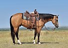 Orb - Gelding in Bayard, NE Orb - Gelding in Bayard, NE