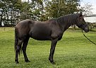 Friesian - Horse for Sale in Millersburg, OH 44637