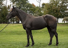 Friesian (Friesian, Gelding) in Millersburg, OH