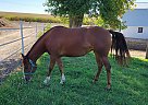 IZZY - Mare in Doon, IA IZZY - Mare in Doon, IA