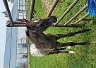 Appaloosa - Horse for Sale in Hill City, MN 55748 Appaloosa - Horse for Sale in Hill City, MN 55748