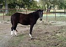 All Around Pony Welsh Pony Gelding