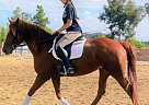 Lady - Mare in Murrieta, CA Lady - Mare in Murrieta, CA