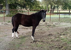 Welsh Pony and Cob (Welsh Pony and Cob, Gelding) in Woodlawn, IL