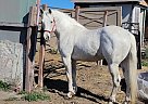 Azteca - Horse for Sale in Santa Maria, CA 93458