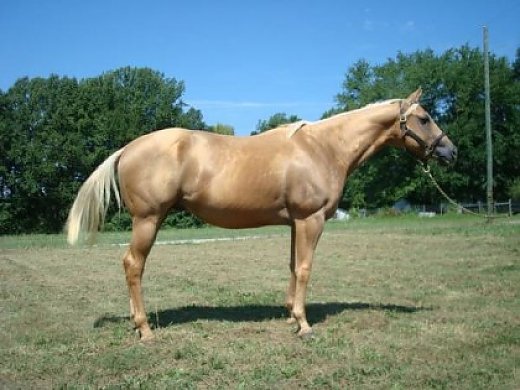 Beautiful Palomino
