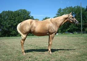 Quarter Horse (Quarter Horse, Gelding) in Louisa, VA