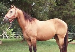 Quarter Horse (Quarter Horse, Gelding) in Louisa, VA