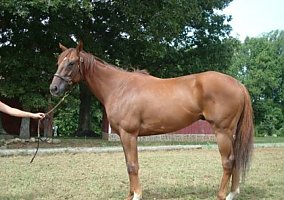 Quarter Horse (Quarter Horse, Gelding) in Louisa, VA