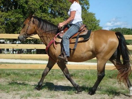 Bucksin QH Mare