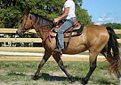 Quarter Horse - Horse for Sale in Louisa, VA 23093