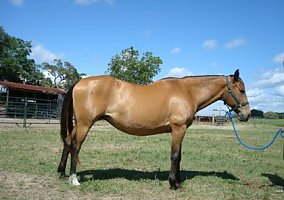 Quarter Horse (Quarter Horse, Mare) in Louisa, VA