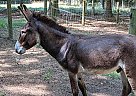 Patron - Stallion in Pittsboro, NC Patron - Stallion in Pittsboro, NC