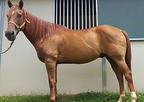 Quarter Horse (Quarter Horse, Gelding) in Louisa, VA