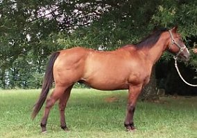 Quarter Horse (Quarter Horse, Gelding) in Louisa, VA
