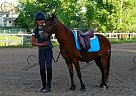 Harry Potter - Gelding in Fort Collins, CO Harry Potter - Gelding in Fort Collins, CO