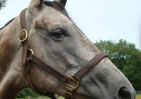 Thoroughbred (Thoroughbred, Mare) in Louisa, VA