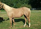 Quarter Horse - Horse for Sale in Louisa, VA 23093