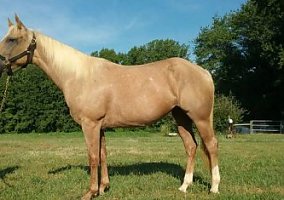 Quarter Horse (Quarter Horse, Mare) in Louisa, VA