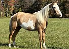 Kentucky Mountain - Horse for Sale in Whitley City Ky, KY 42653 Kentucky Mountain - Horse for Sale in Whitley City Ky, KY 42653