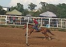 Quarter Horse Mare for Sale in Afton, Oklahoma Quarter Horse Mare for Sale in Afton, Oklahoma