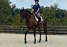 Thoroughbred - Horse for Sale in Louisa, VA 23093 Thoroughbred - Horse for Sale in Louisa, VA 23093