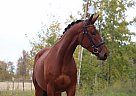 Hanoverian - Horse for Sale in Edmonton, AB T5R 5M6