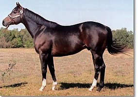 Thoroughbred (Thoroughbred, Stallion) in Ada, OK