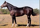 Thoroughbred - Horse for Sale in Ada, OK 74820