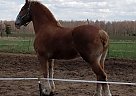 Belgian Draft - Horse for Sale in Athens , WI 54411