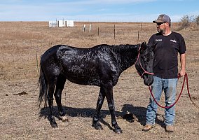 Quarter Horse (Quarter Horse, Mare) in Calhan, CO